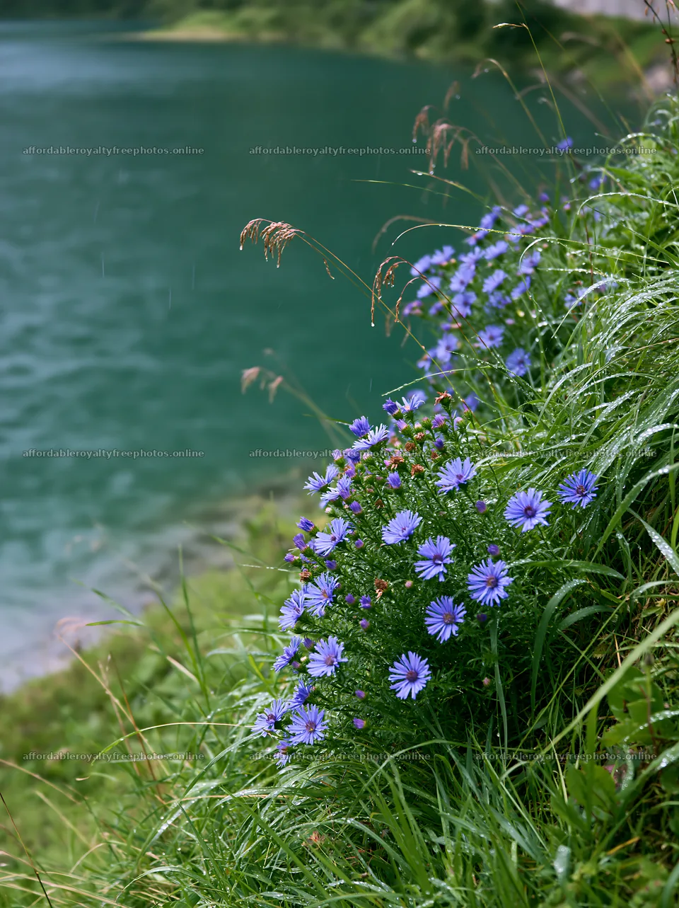 Swiss meadow beside alpine lake with flowers and green – royalty-free photos 6866x9174