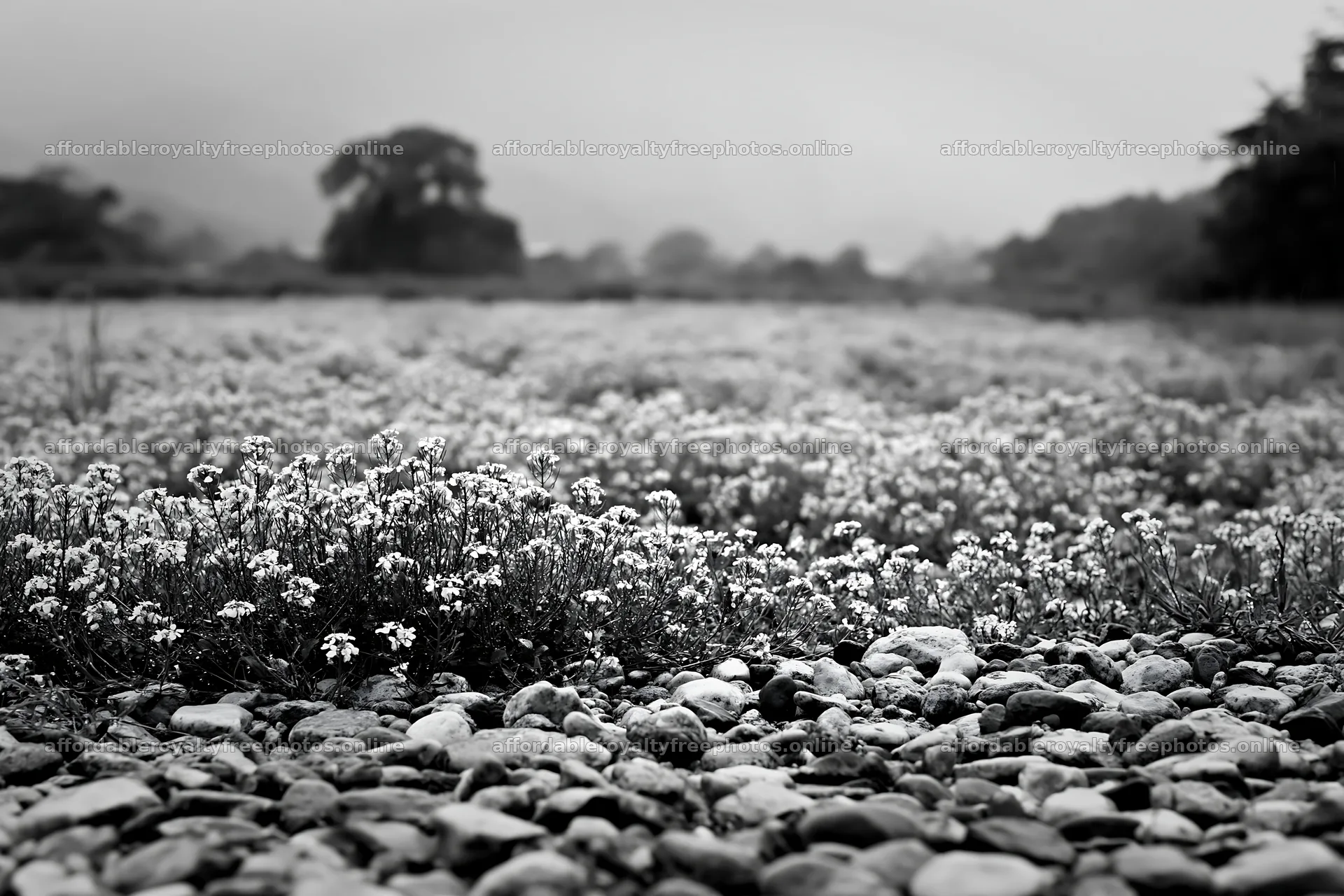 Kyoto spring wildflower meadow with rocky foreground – royalty-free photos 9722x6480
