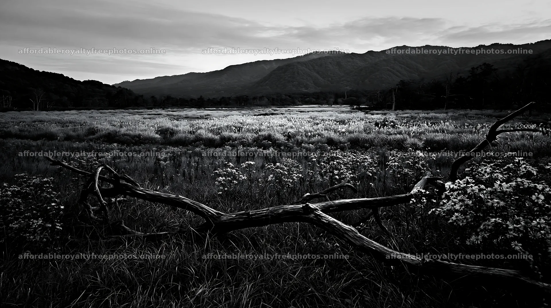 Yamagata rewilded meadow with fallen branch in the – royalty-free photos 10608x5938