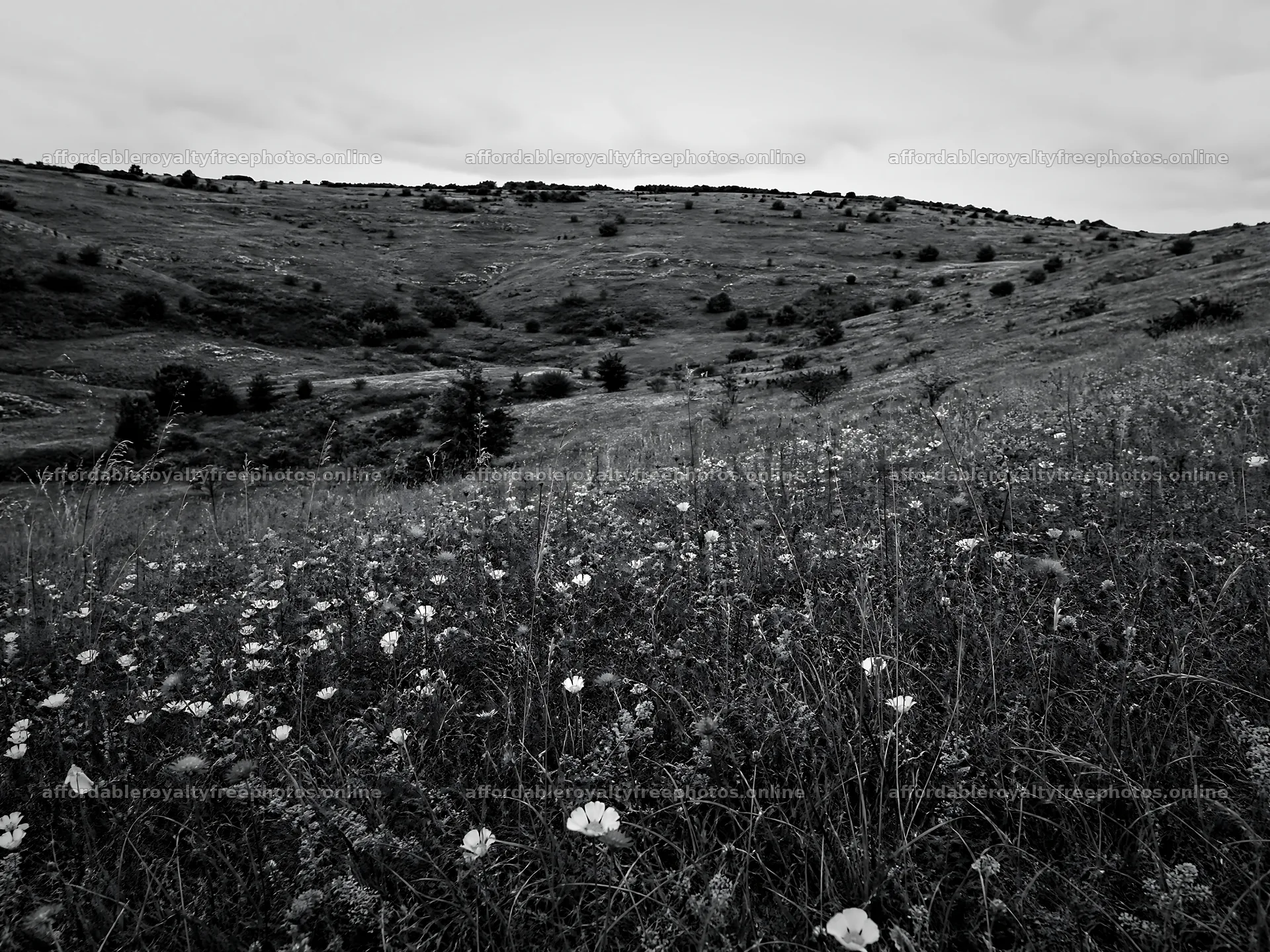 Cloudy dry flower meadow under overcast weather – royalty-free photos 9166x6874