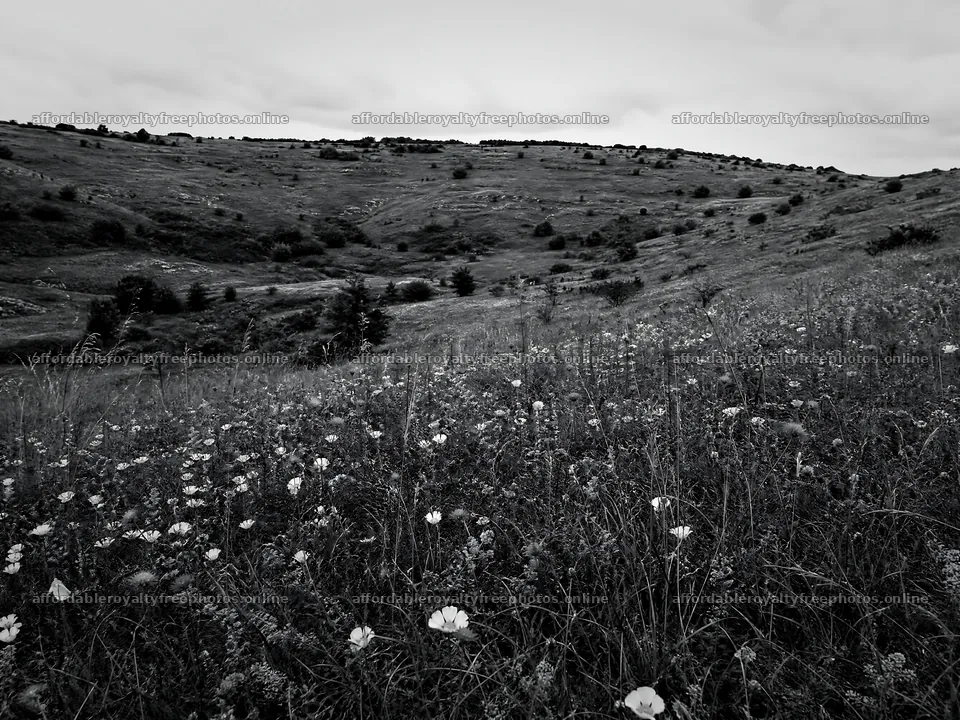 Cloudy dry flower meadow under overcast weather – royalty-free photos 9166x6874