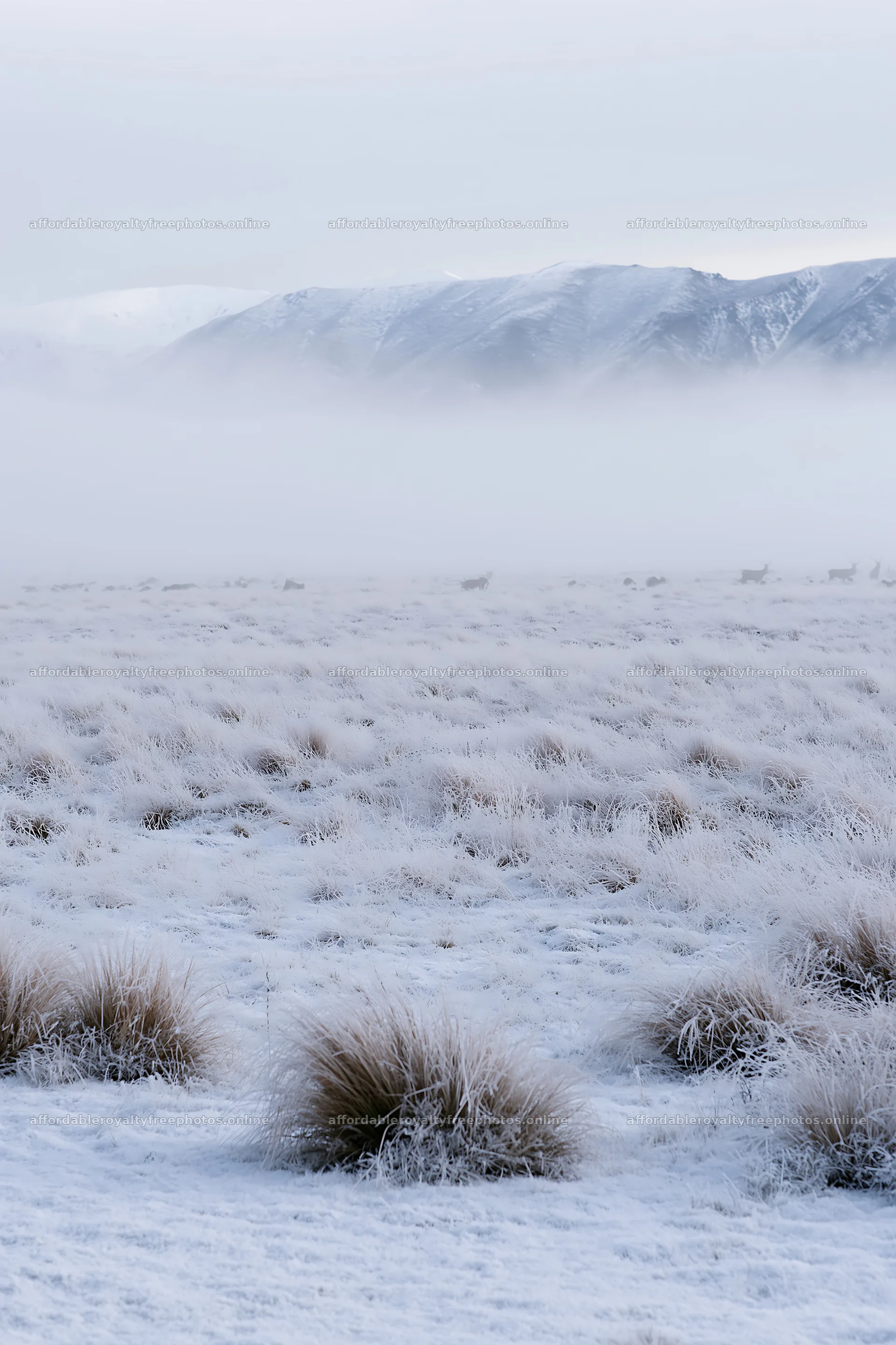 Snowy foothill meadow with fog covering the landscape – royalty-free photos 6480x9722