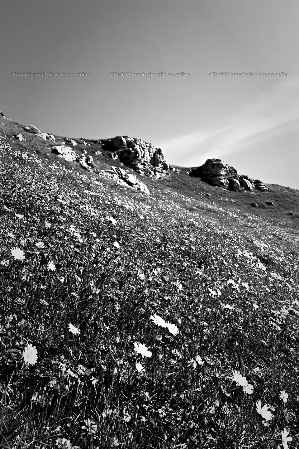 Cornflower meadow with rocks under clear sky – royalty-free photos 6480x9722