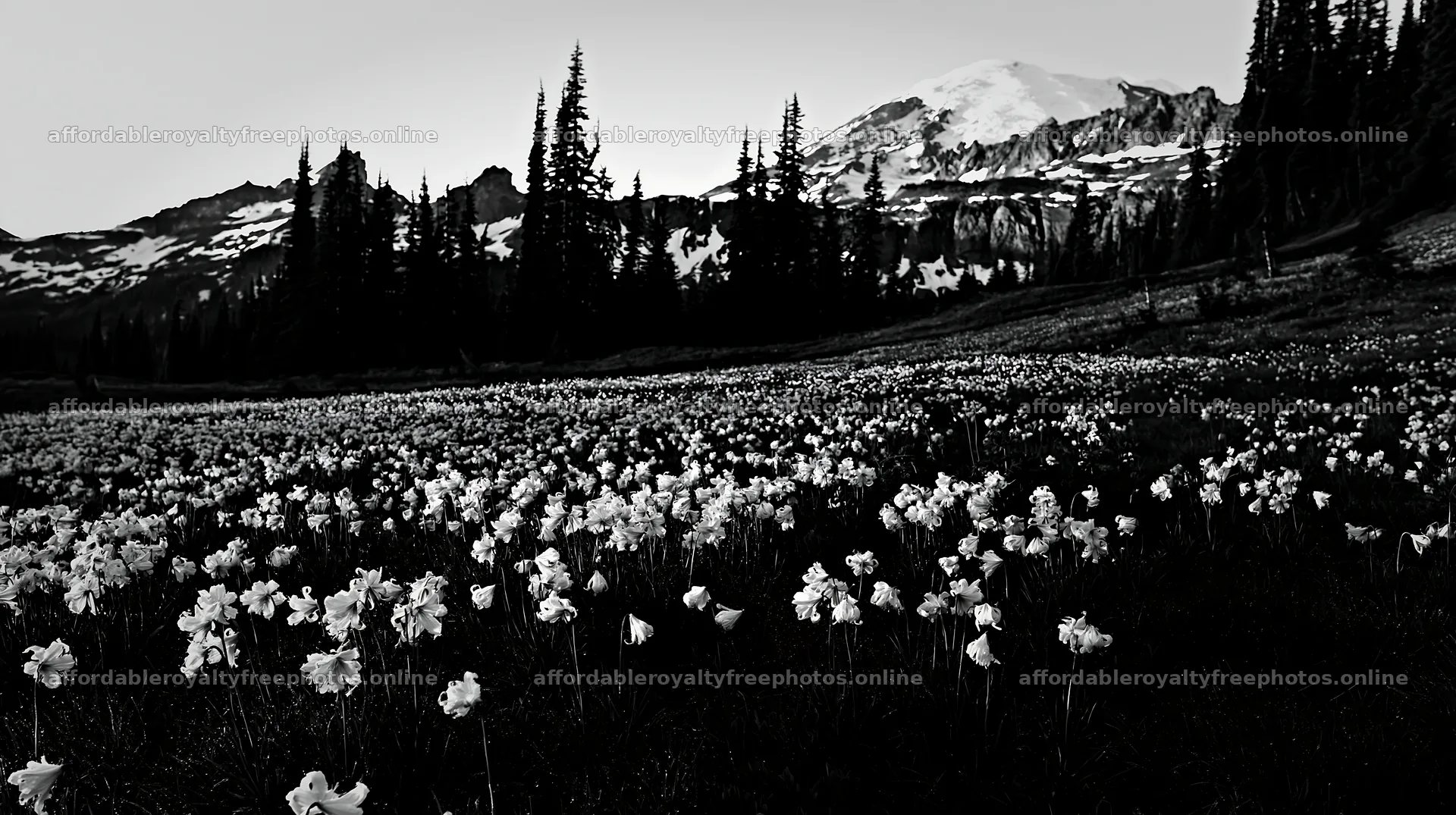 Mount Rainier wildflower meadow at sunrise – royalty-free photos 10608x5938