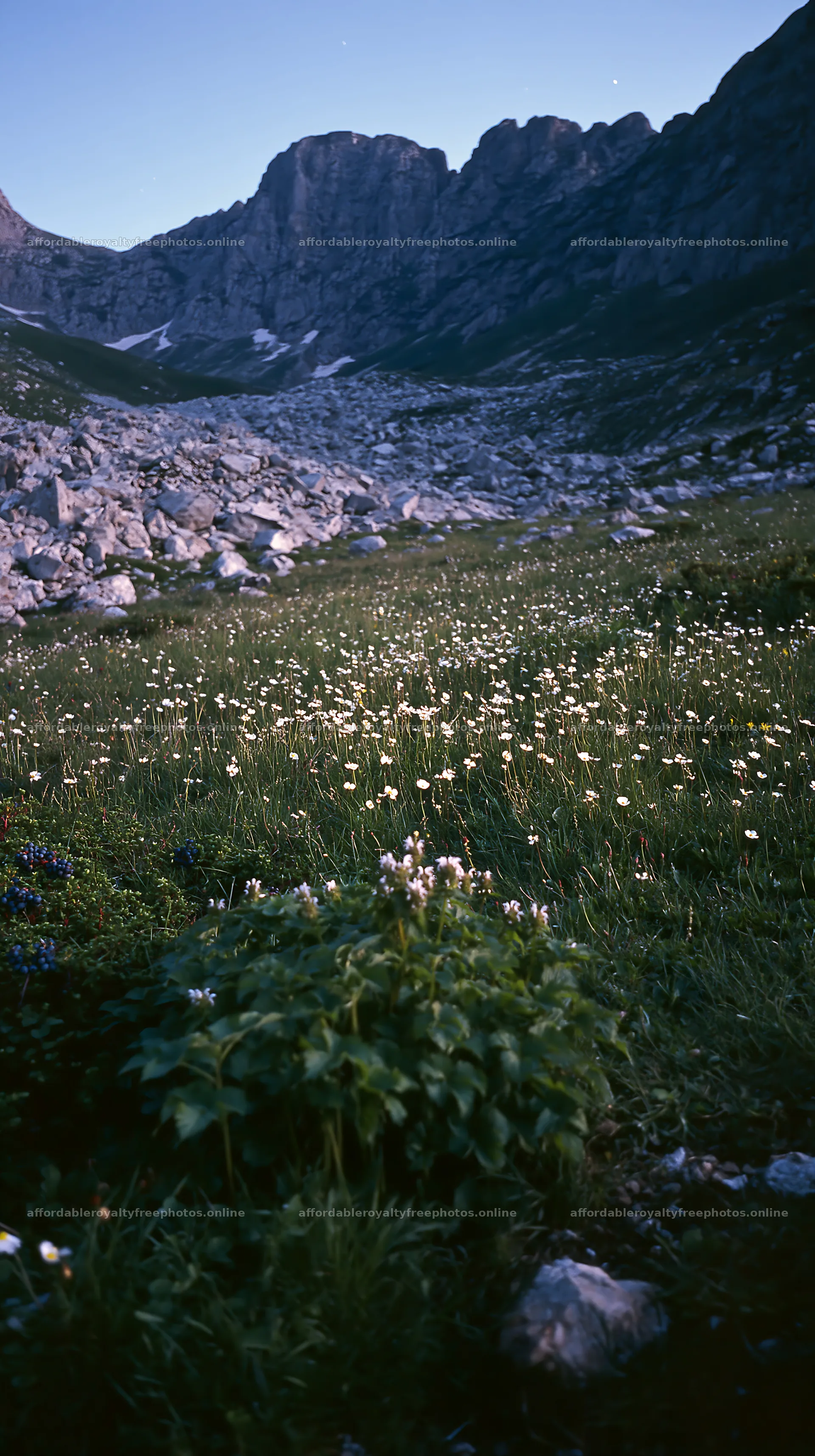 Night-blooming meadow with flowers in mountainous area – royalty-free photos 5938x10608