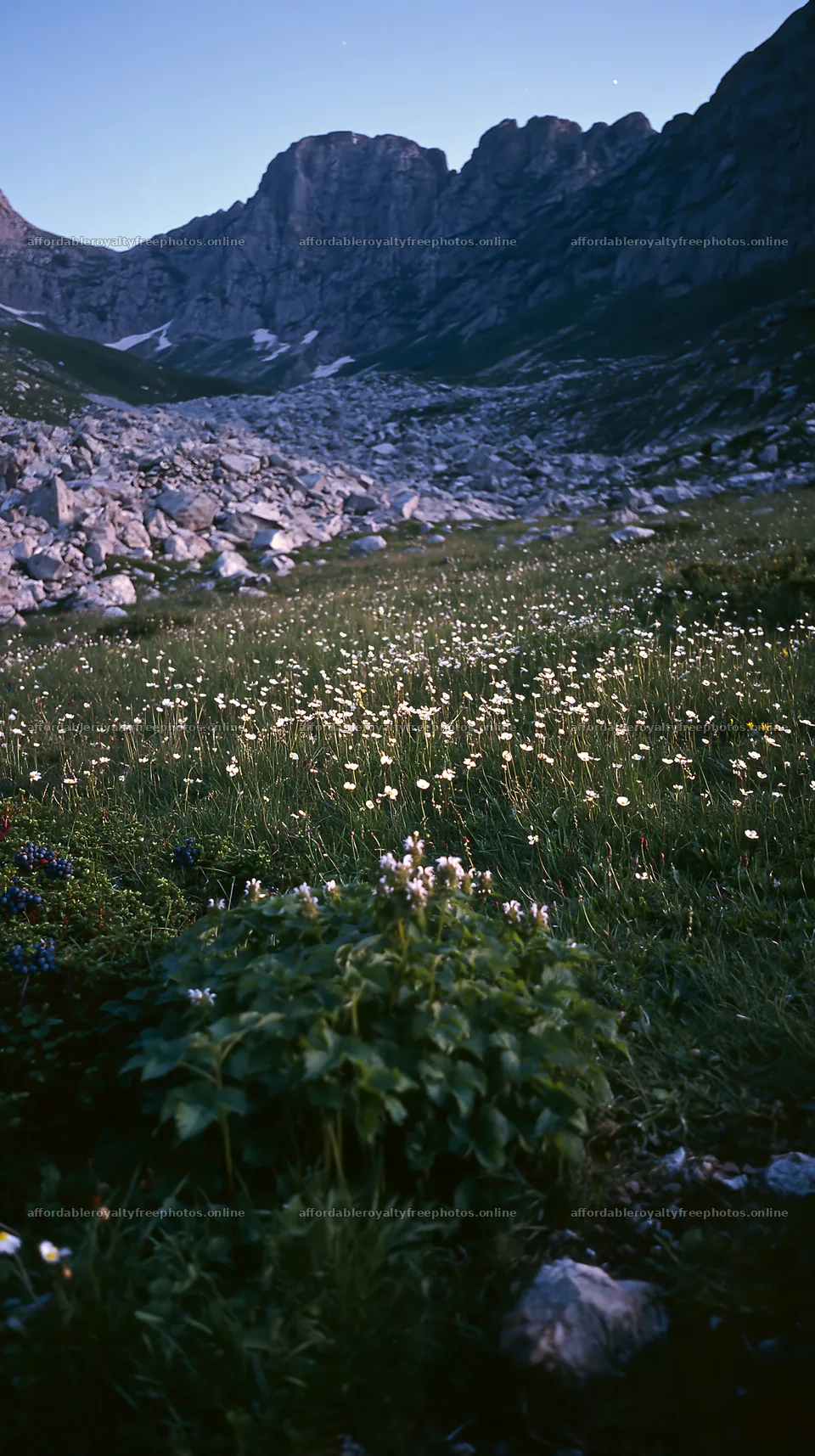 Night-blooming meadow with flowers in mountainous area – royalty-free photos 5938x10608
