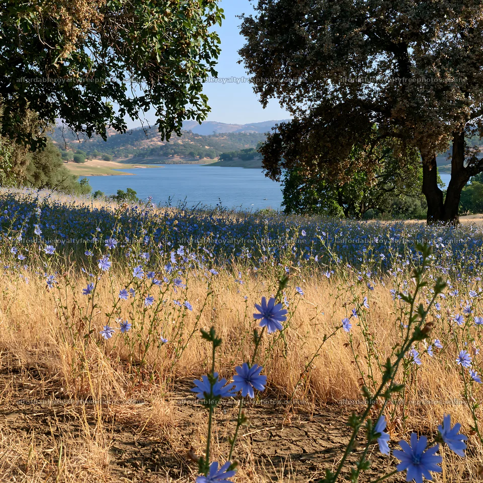 Lakeside orchard meadow with blue flowers in summer – royalty-free photos 7938x7938
