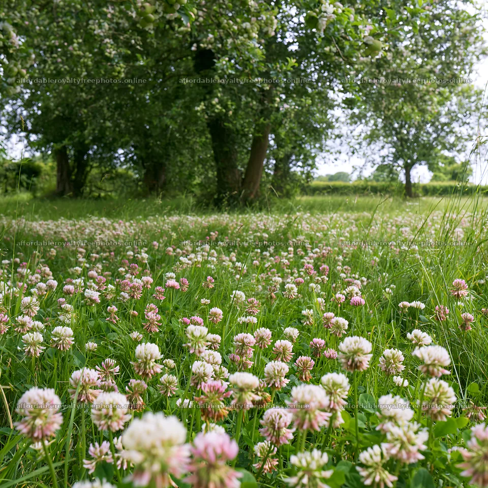 Clover and apple meadow with trees in the background – royalty-free photos 7938x7938