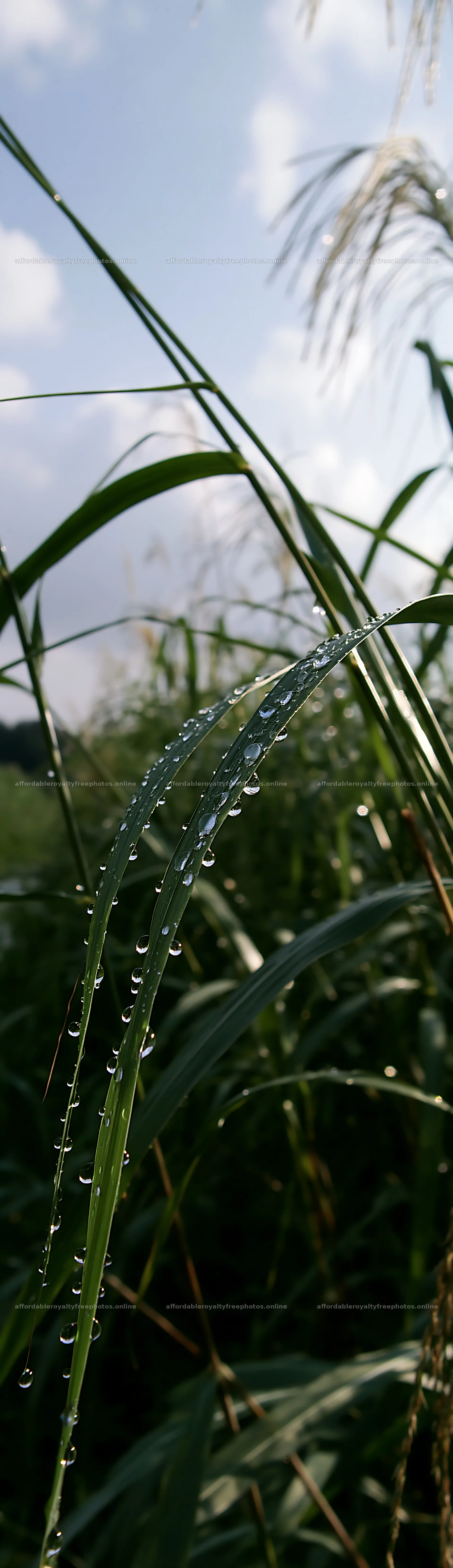 Fukui native grass meadow rain droplets close-up view – royalty-free photos 4268x14762