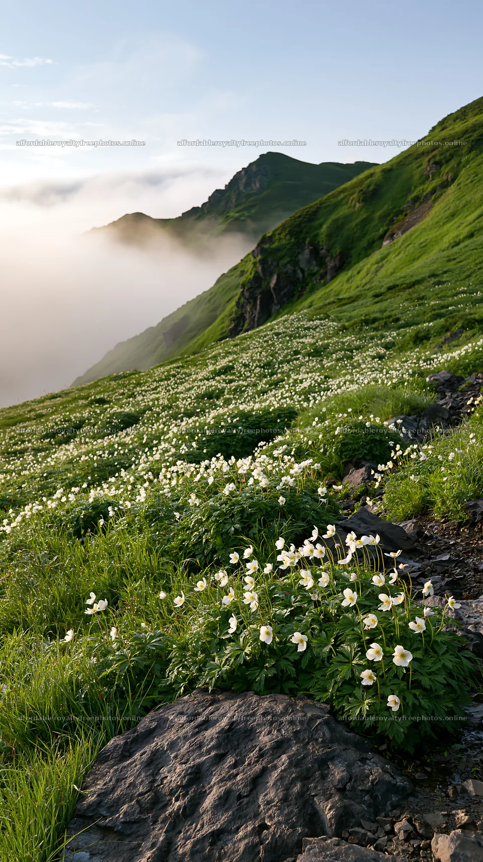 Toyama alpine meadow snowmelt rock foreground with – royalty-free photos 5938x10608