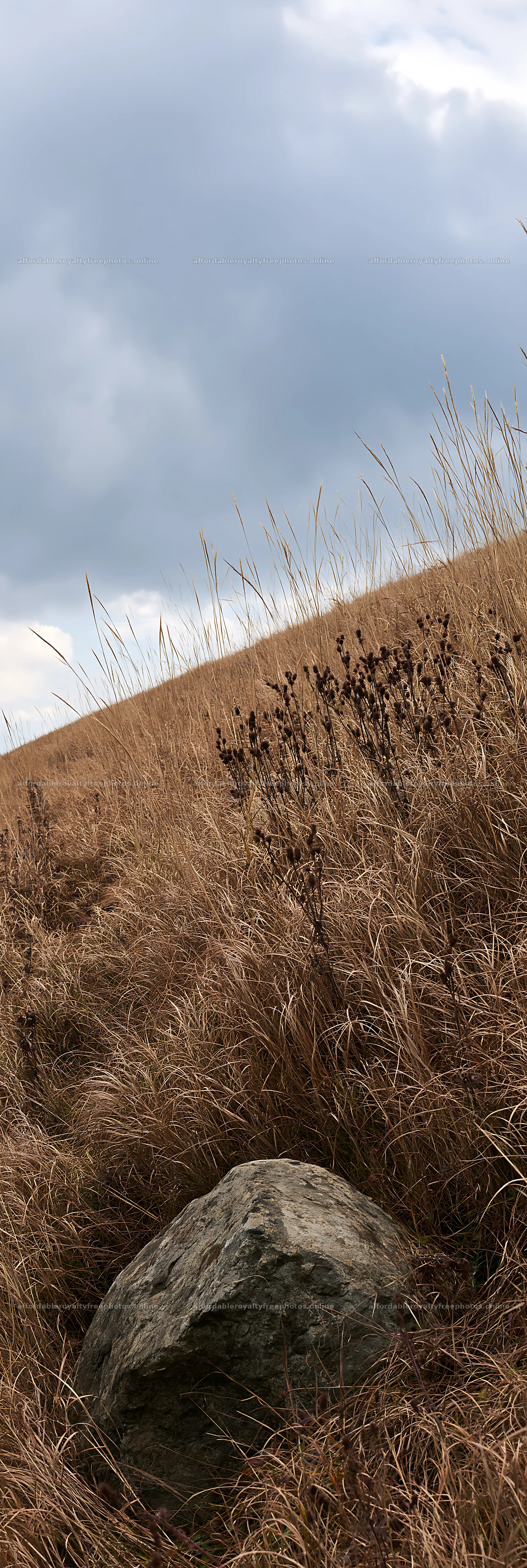 Aomori climate resilient meadow with boulder in dry grass – royalty-free photos 4602x13690