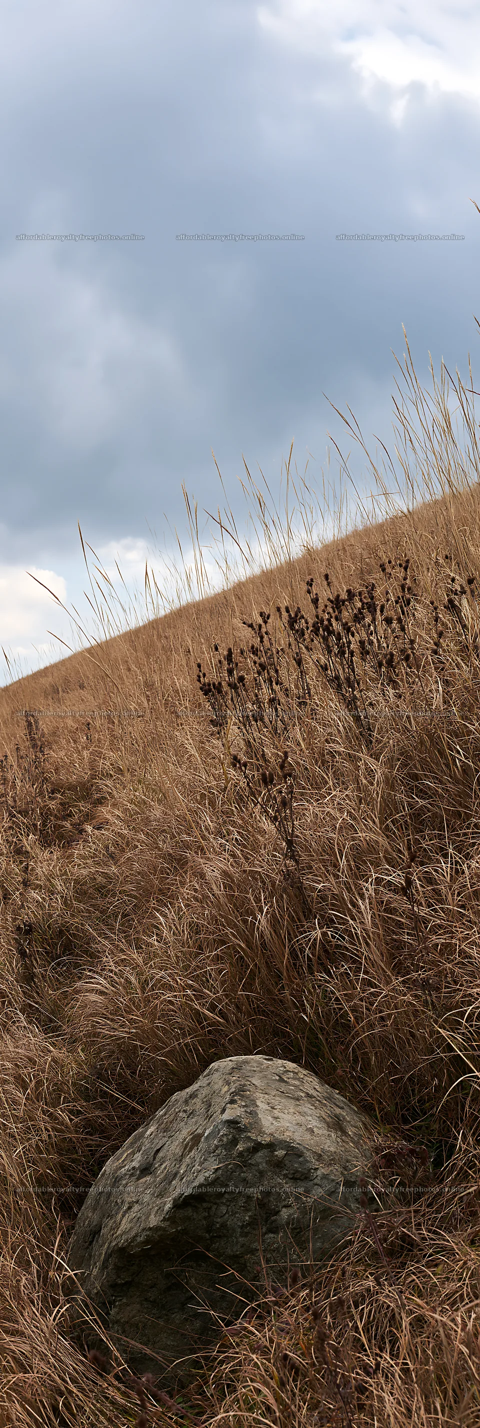 Aomori climate resilient meadow with boulder in dry grass – royalty-free photos 4602x13690