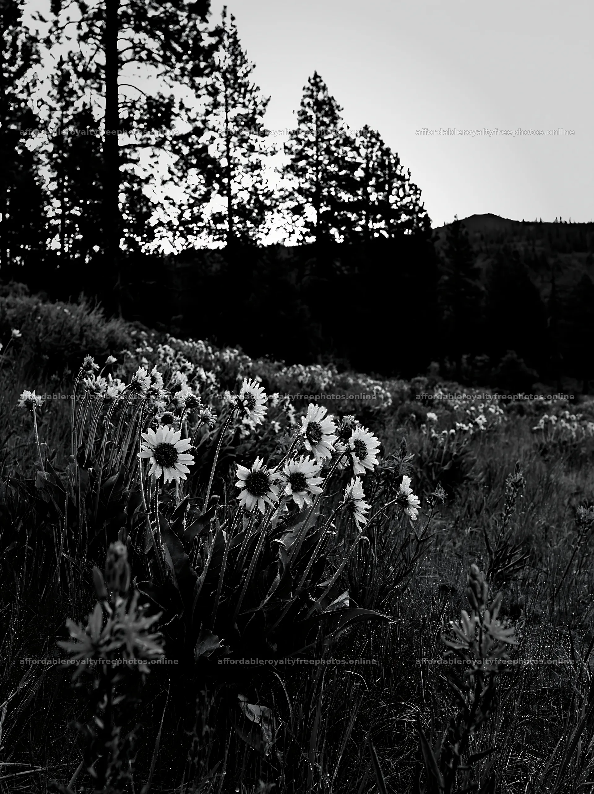 Pine forest meadow with wildflowers in black and white – royalty-free photos 6866x9174