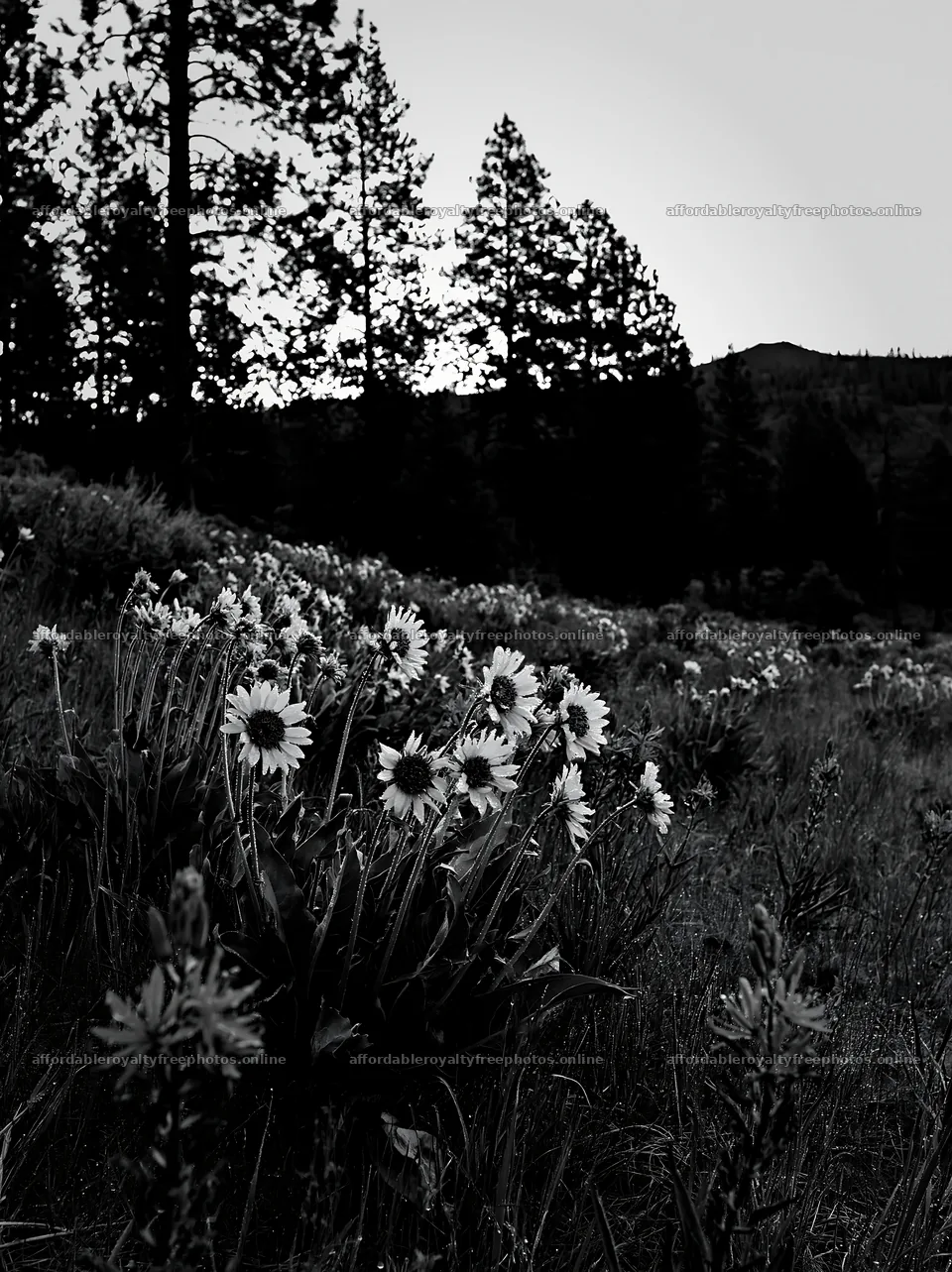 Pine forest meadow with wildflowers in black and white – royalty-free photos 6866x9174