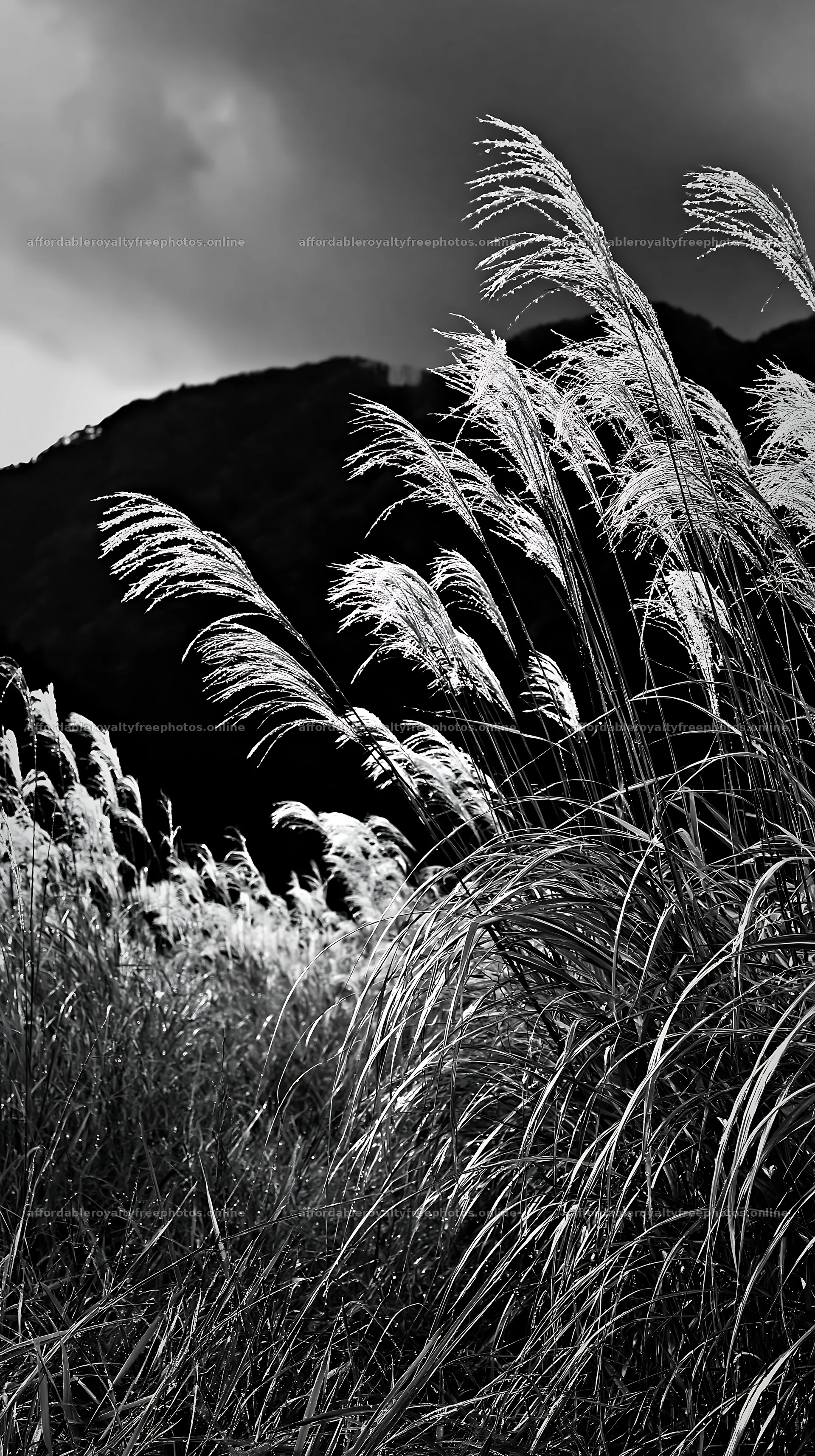 Fukui native grass meadow rain droplets – royalty-free photos 5938x10608