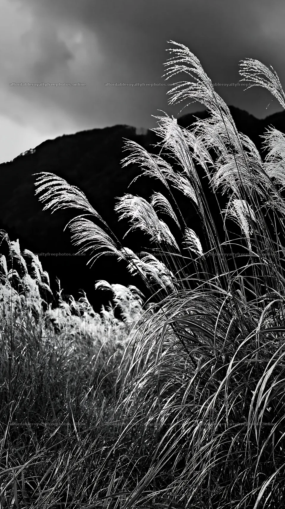 Fukui native grass meadow rain droplets – royalty-free photos 5938x10608