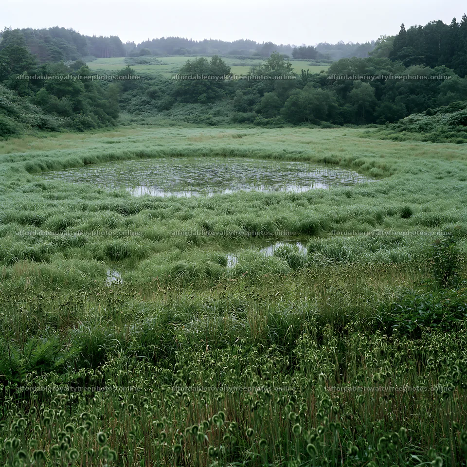 Iwate rain refreshed meadow seedhead foreground – royalty-free photos 7938x7938