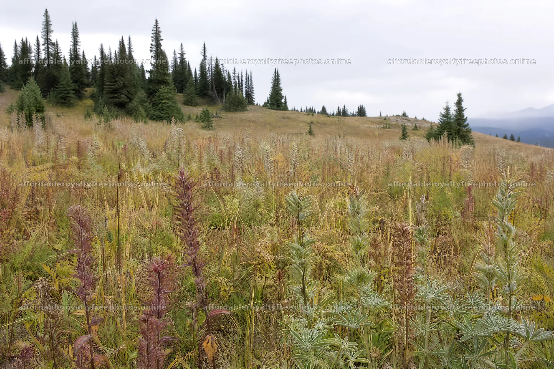 Paintbrush lupine meadow in a natural setting with trees – royalty-free photos 9722x6480