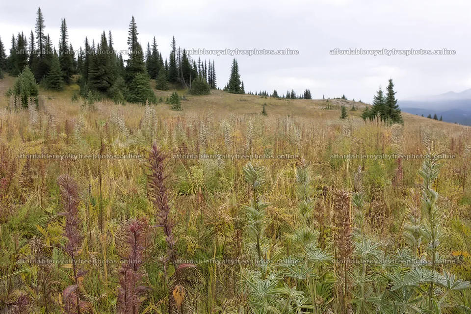 Paintbrush lupine meadow in a natural setting with trees – royalty-free photos 9722x6480
