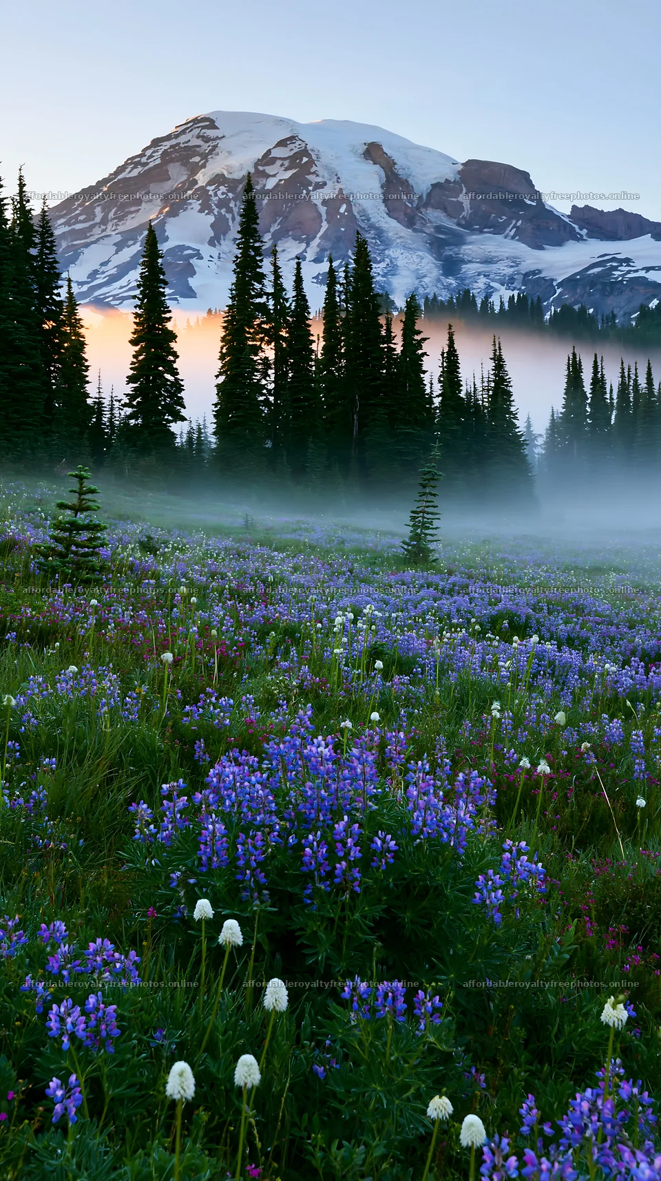 Mount Rainier wildflower meadow at sunrise with mist – royalty-free photos 5938x10608