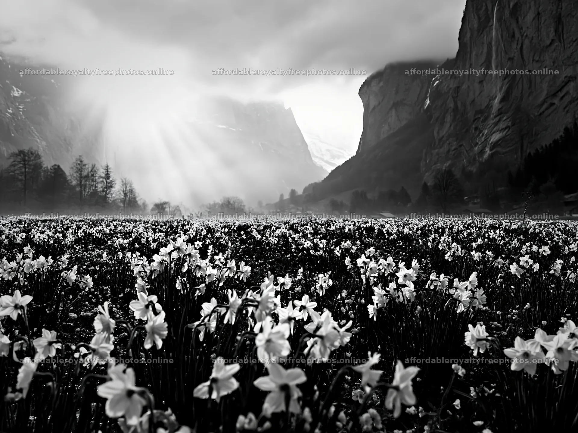 Light rays shine on Lauterbrunnen Valley meadow with – royalty-free photos 9174x6866