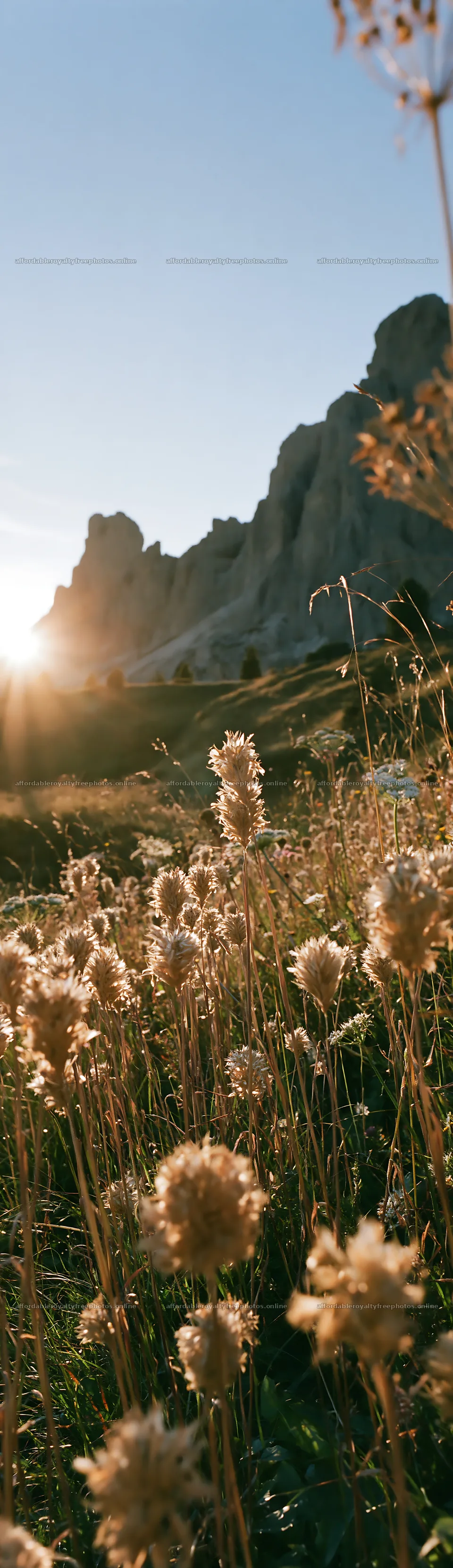 Meadow seedheads backlit at dusk with mountains in – royalty-free photos 4268x14762