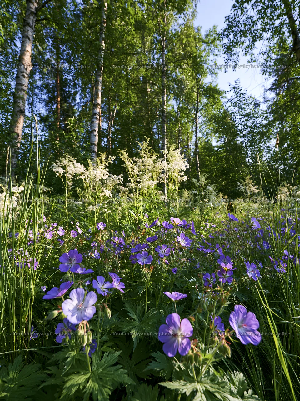 Birch forest meadow with purple flowers and green foliage – royalty-free photos 6866x9174