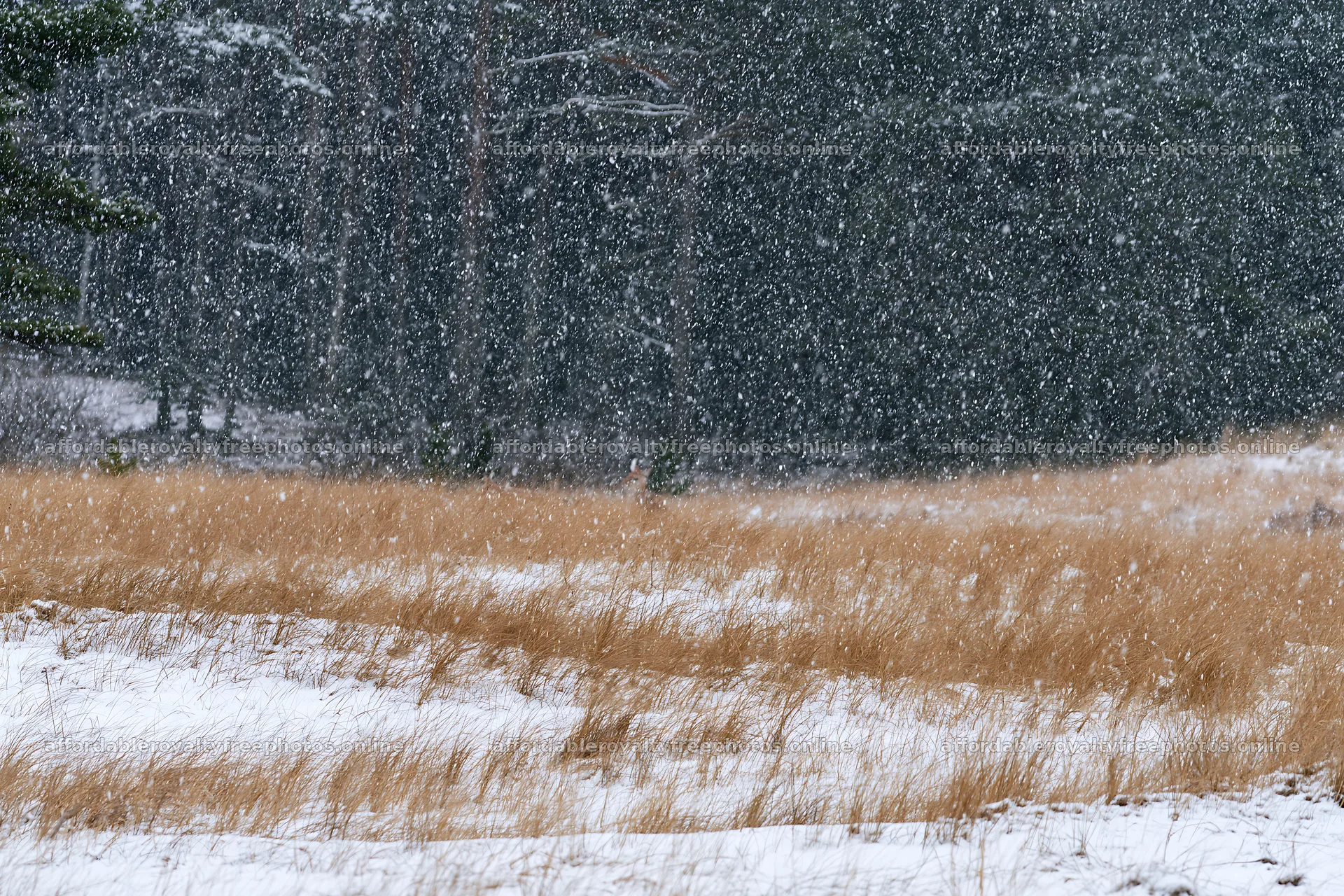 Dune meadow with snow during a snowfall event – royalty-free photos 9722x6480