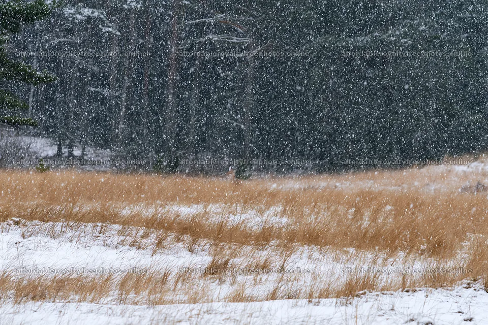 Dune meadow with snow during a snowfall event – royalty-free photos 9722x6480