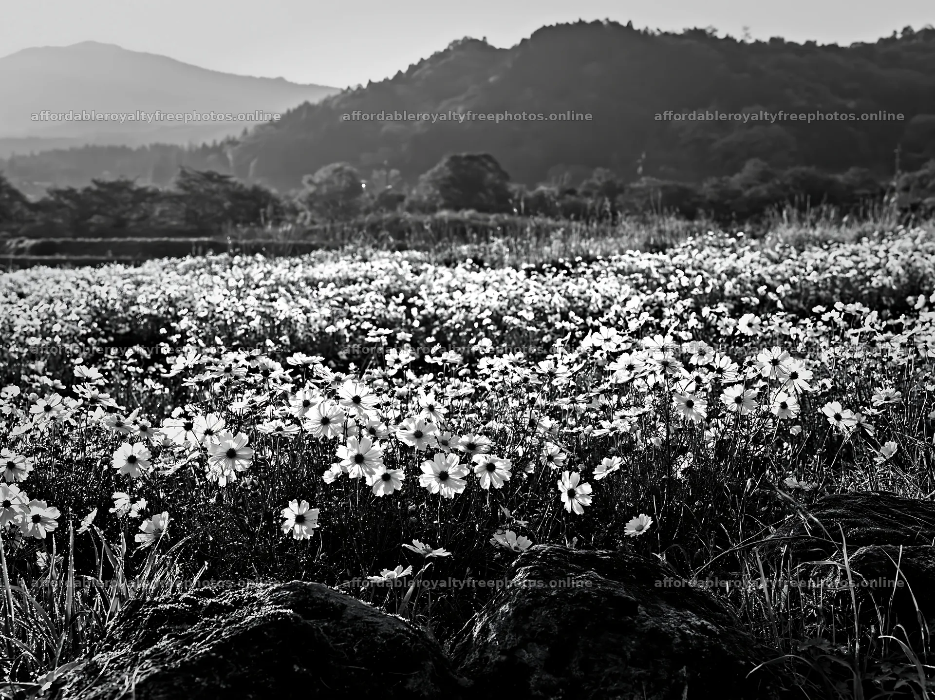 Kyoto spring wildflower meadow stone foreground – royalty-free photos 9174x6866