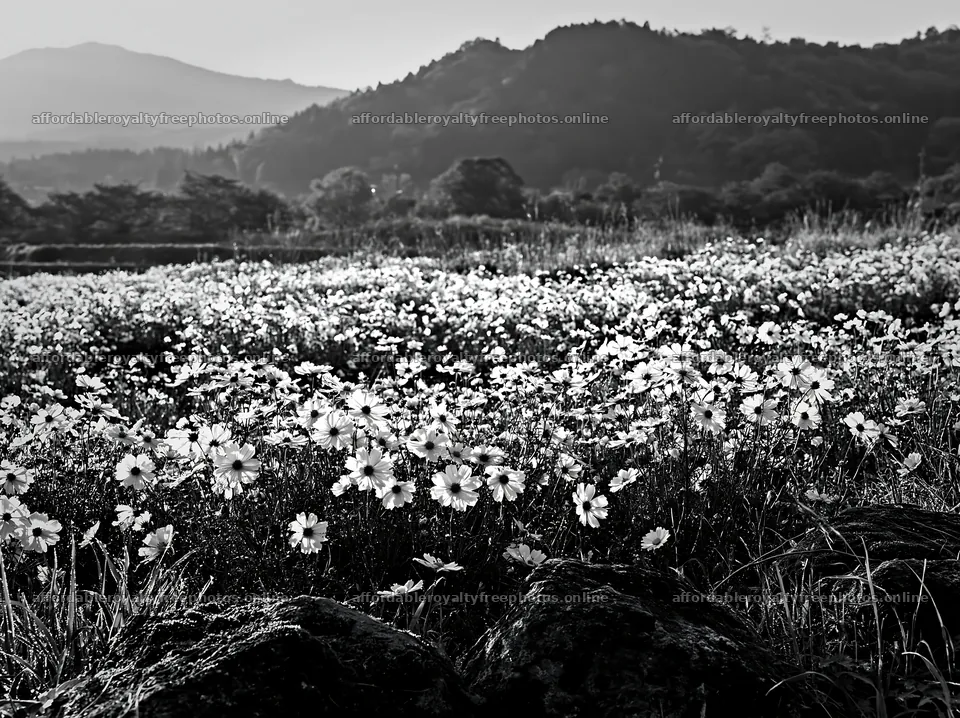 Kyoto spring wildflower meadow stone foreground – royalty-free photos 9174x6866