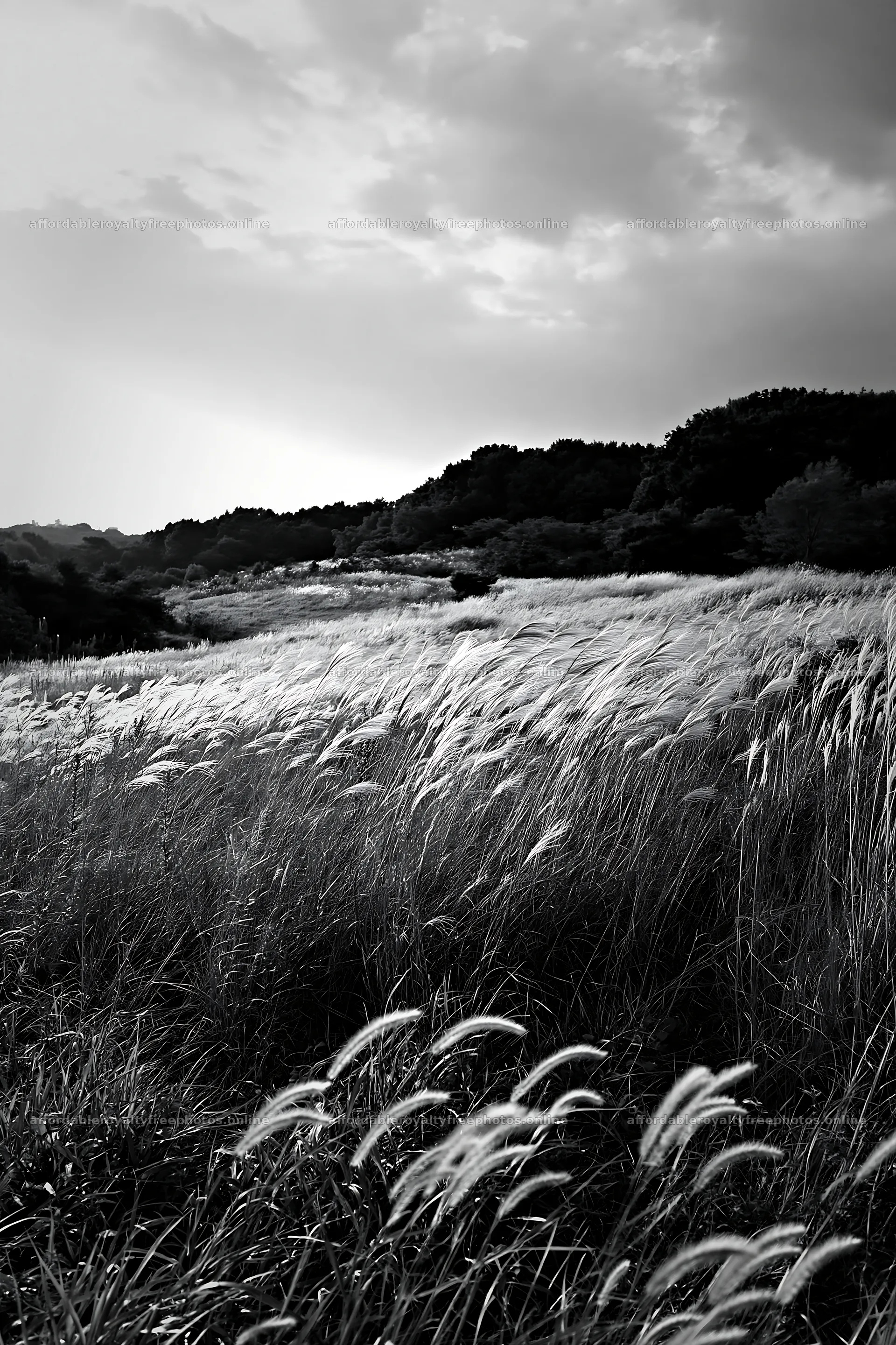 Tokyo urban biodiversity meadow with seedheads – royalty-free photos 6480x9722