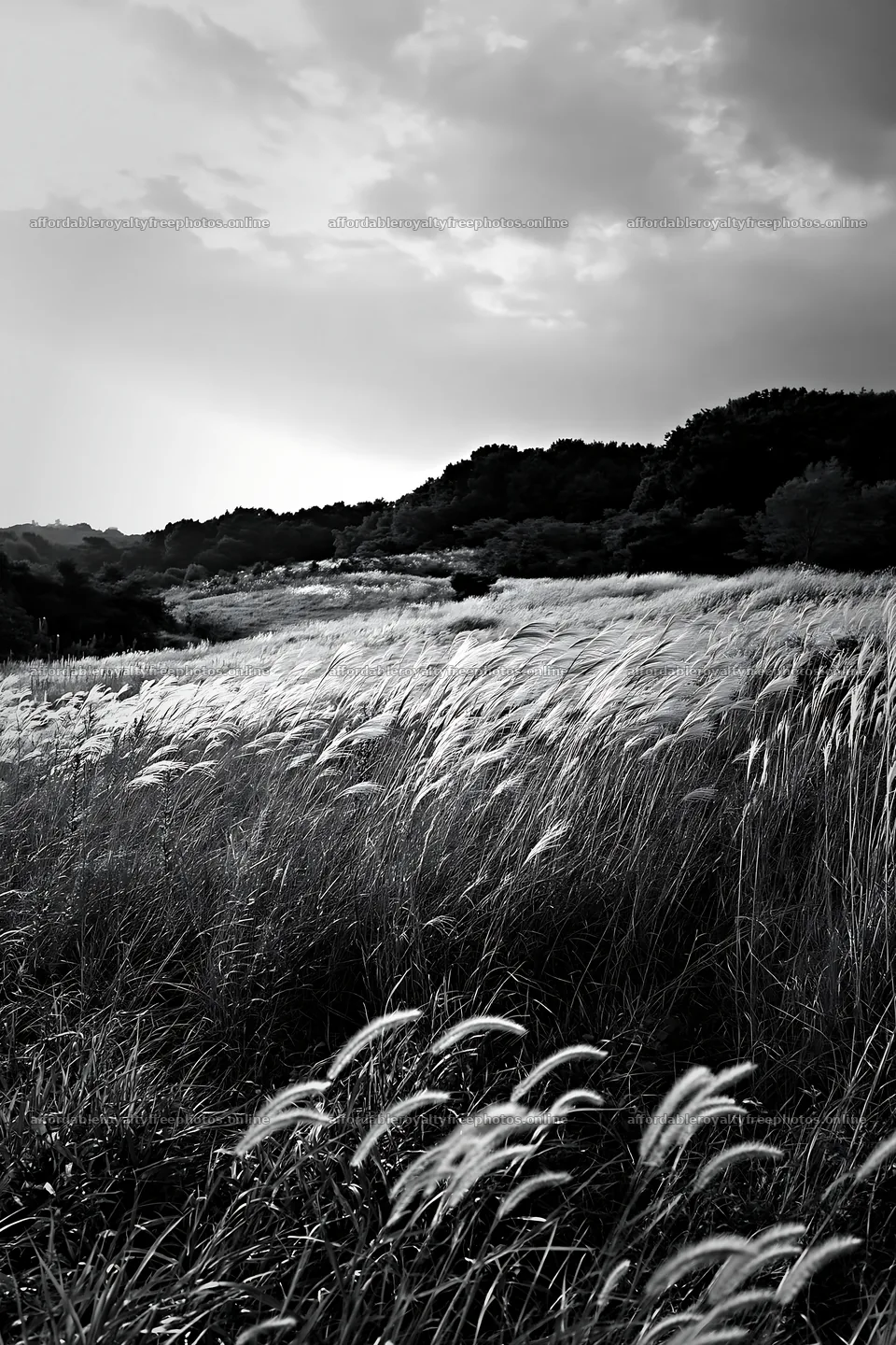 Tokyo urban biodiversity meadow with seedheads – royalty-free photos 6480x9722