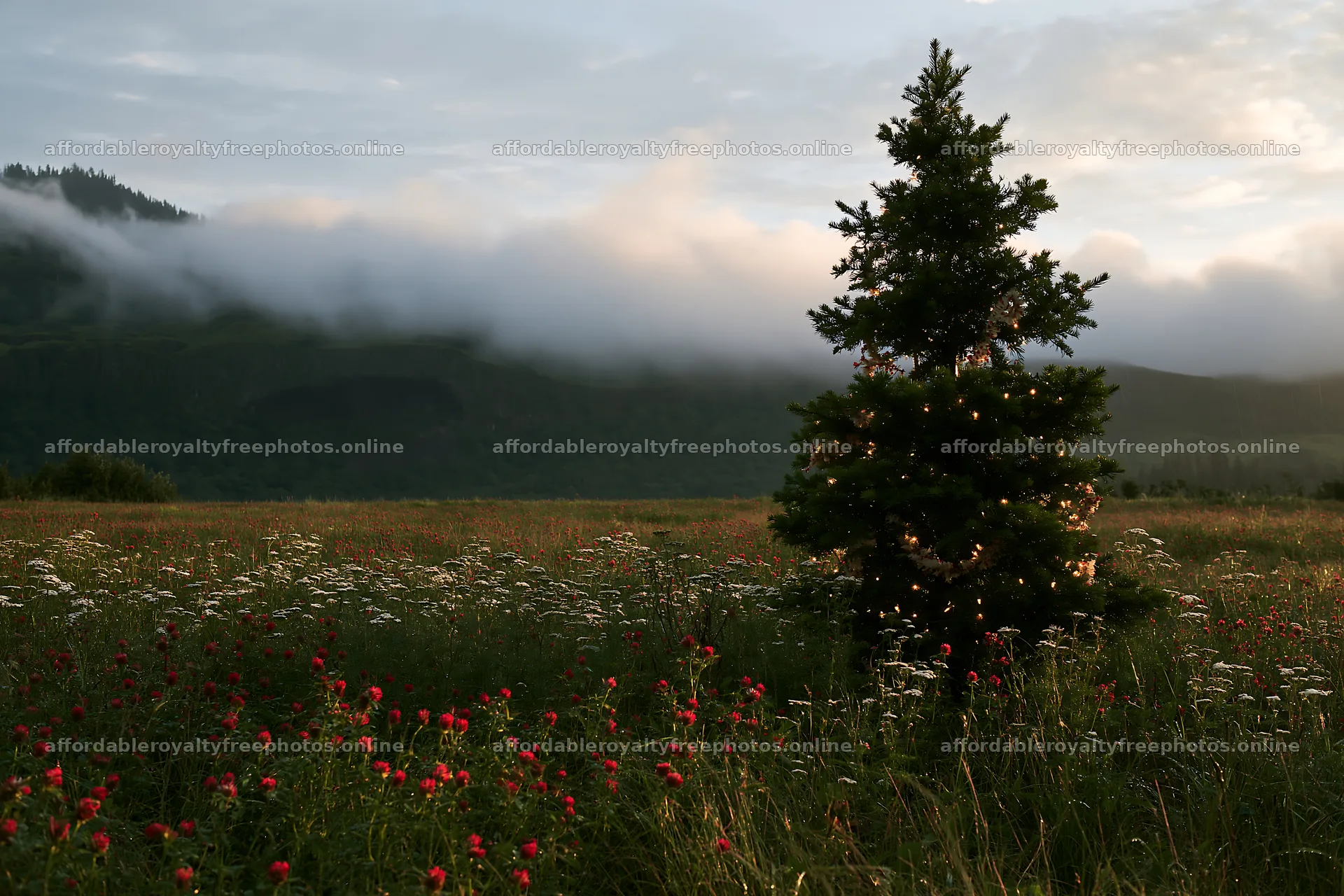 Christmas tree in meadow near cave with flowering plants – royalty-free photos 9722x6480