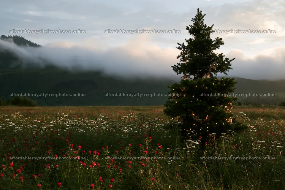 Christmas tree in meadow near cave with flowering plants – royalty-free photos 9722x6480