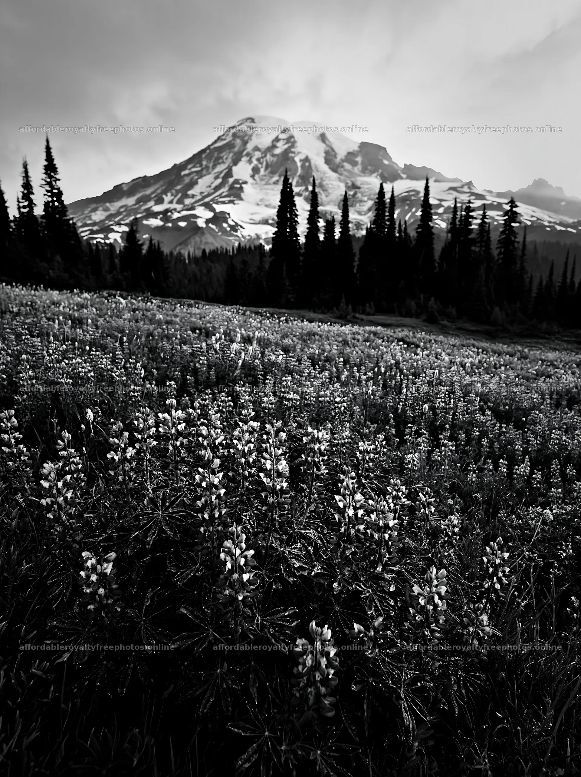 Mount Rainier wildflower meadow at sunrise – royalty-free photos 6866x9174