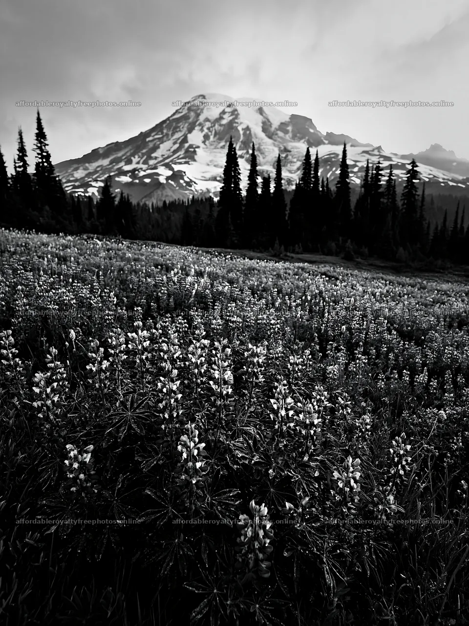 Mount Rainier wildflower meadow at sunrise – royalty-free photos 6866x9174