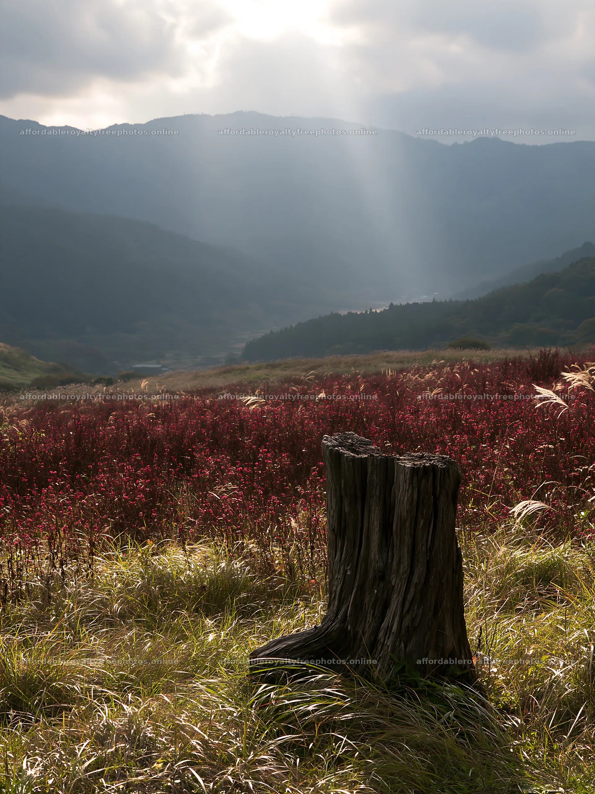 Wakayama autumn meadow weathered wood foreground – royalty-free photos 6866x9174