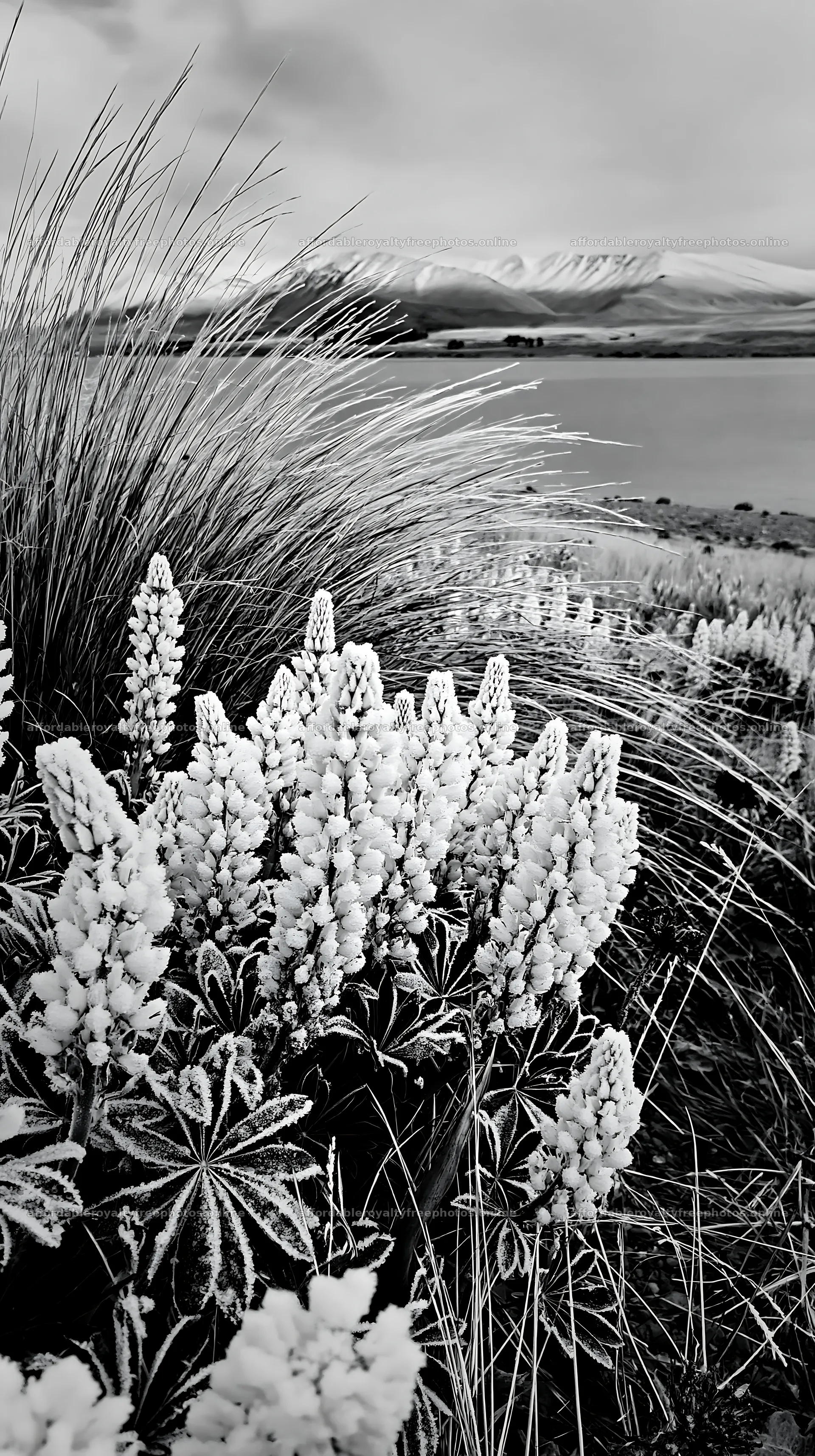 Lake Tekapo meadow snowy alps show white flowers and – royalty-free photos 5938x10608