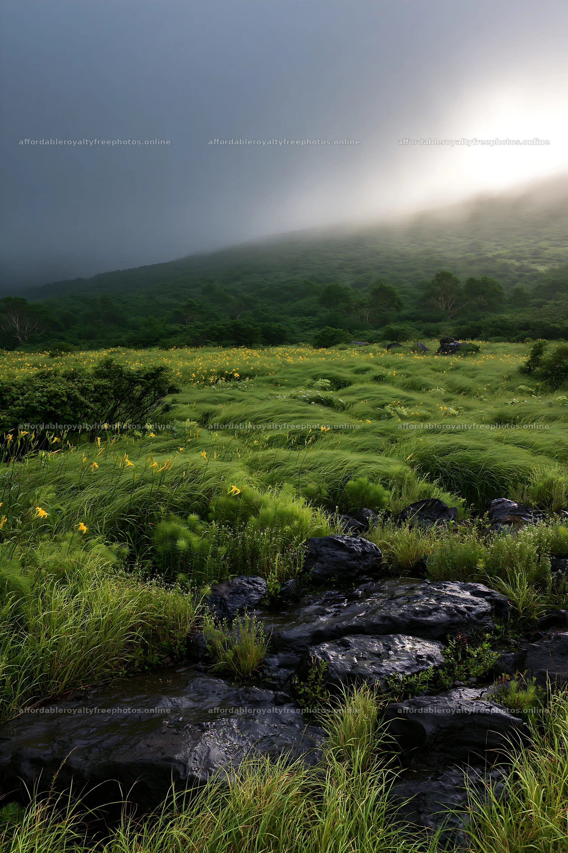 Yamanashi regenerative meadow with basalt stones and – royalty-free photos 6480x9722
