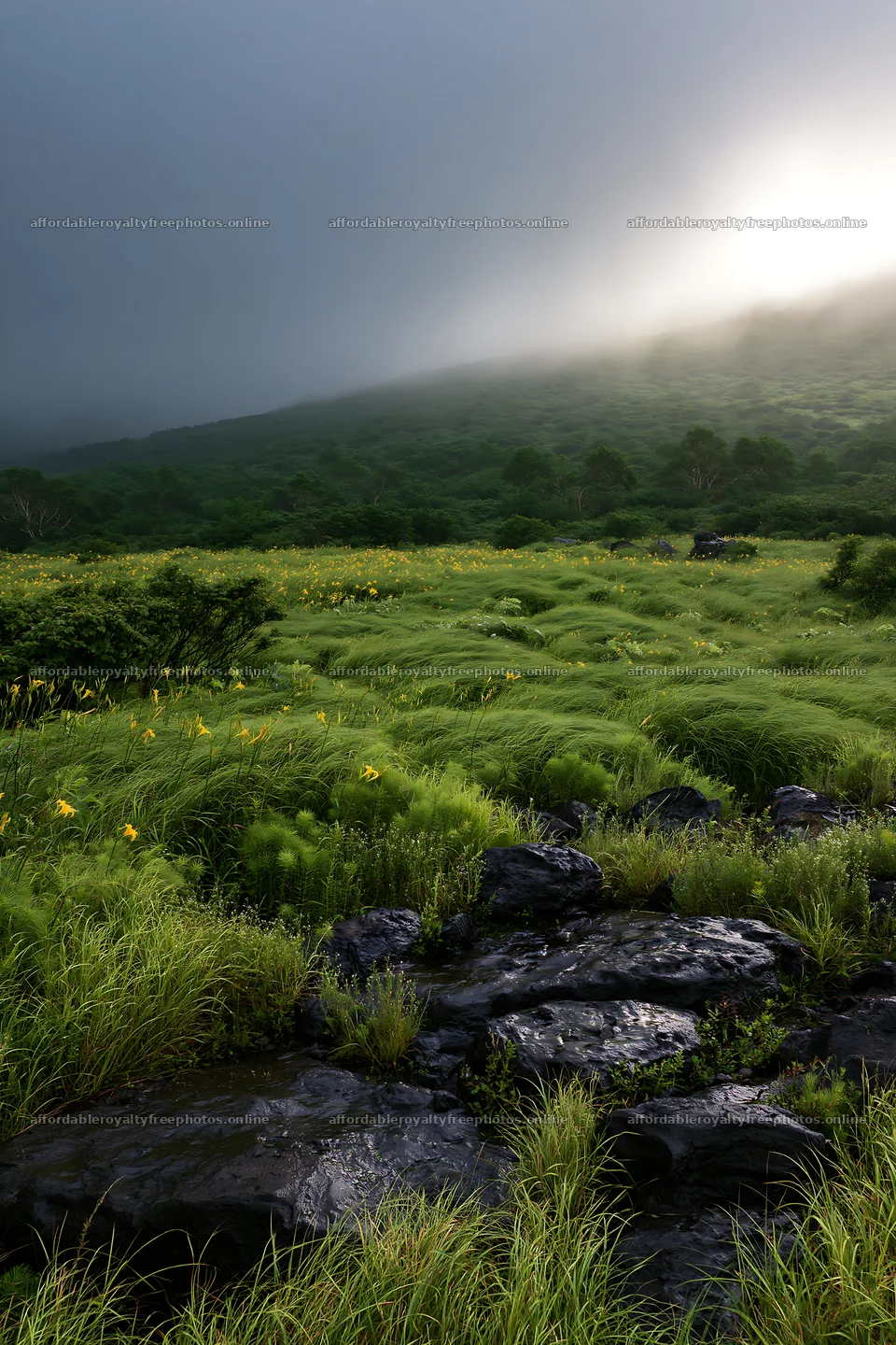 Yamanashi regenerative meadow with basalt stones and – royalty-free photos 6480x9722