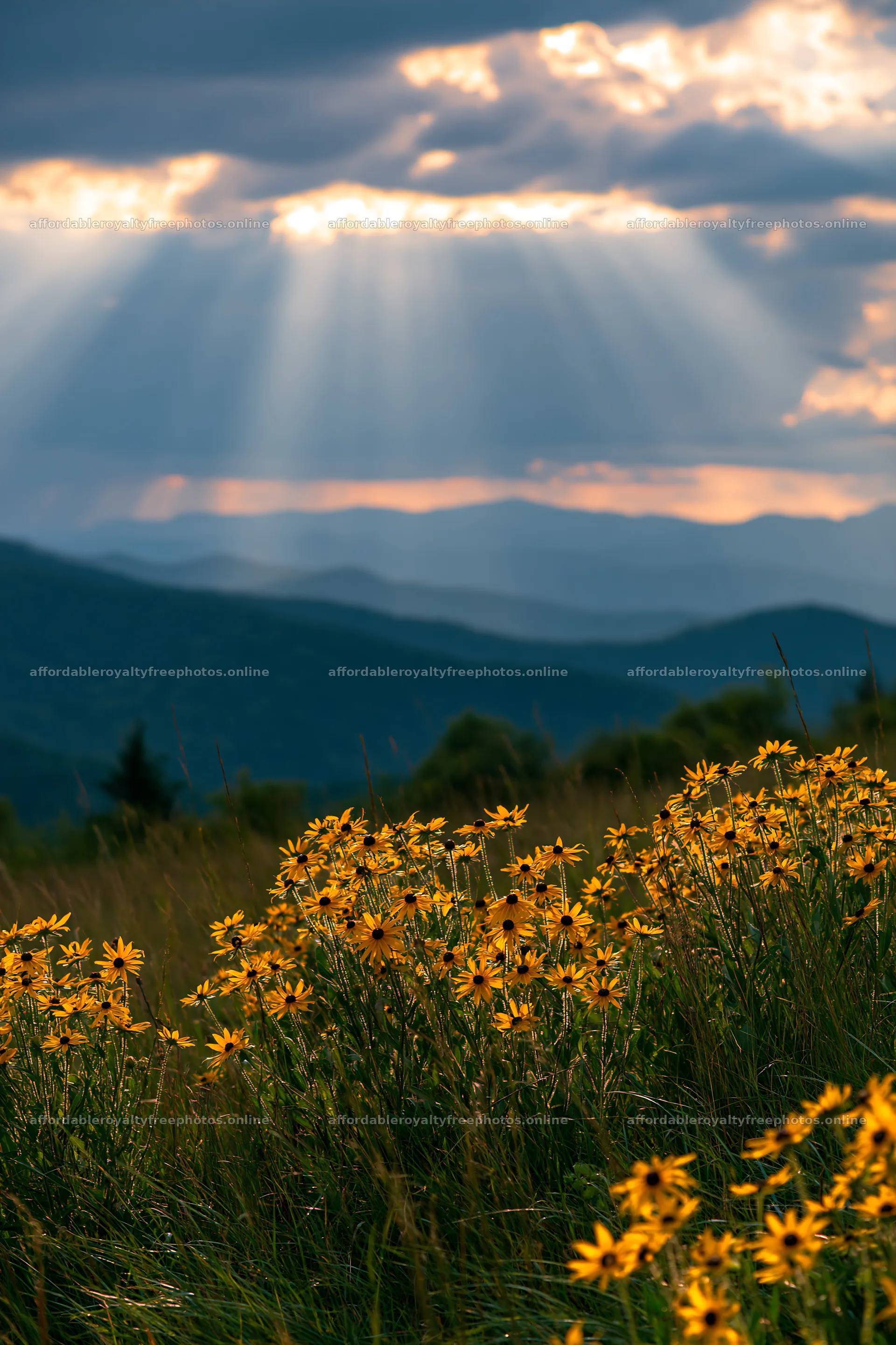 Crepuscular rays illuminate a meadow with wildflowers – royalty-free photos 6480x9722
