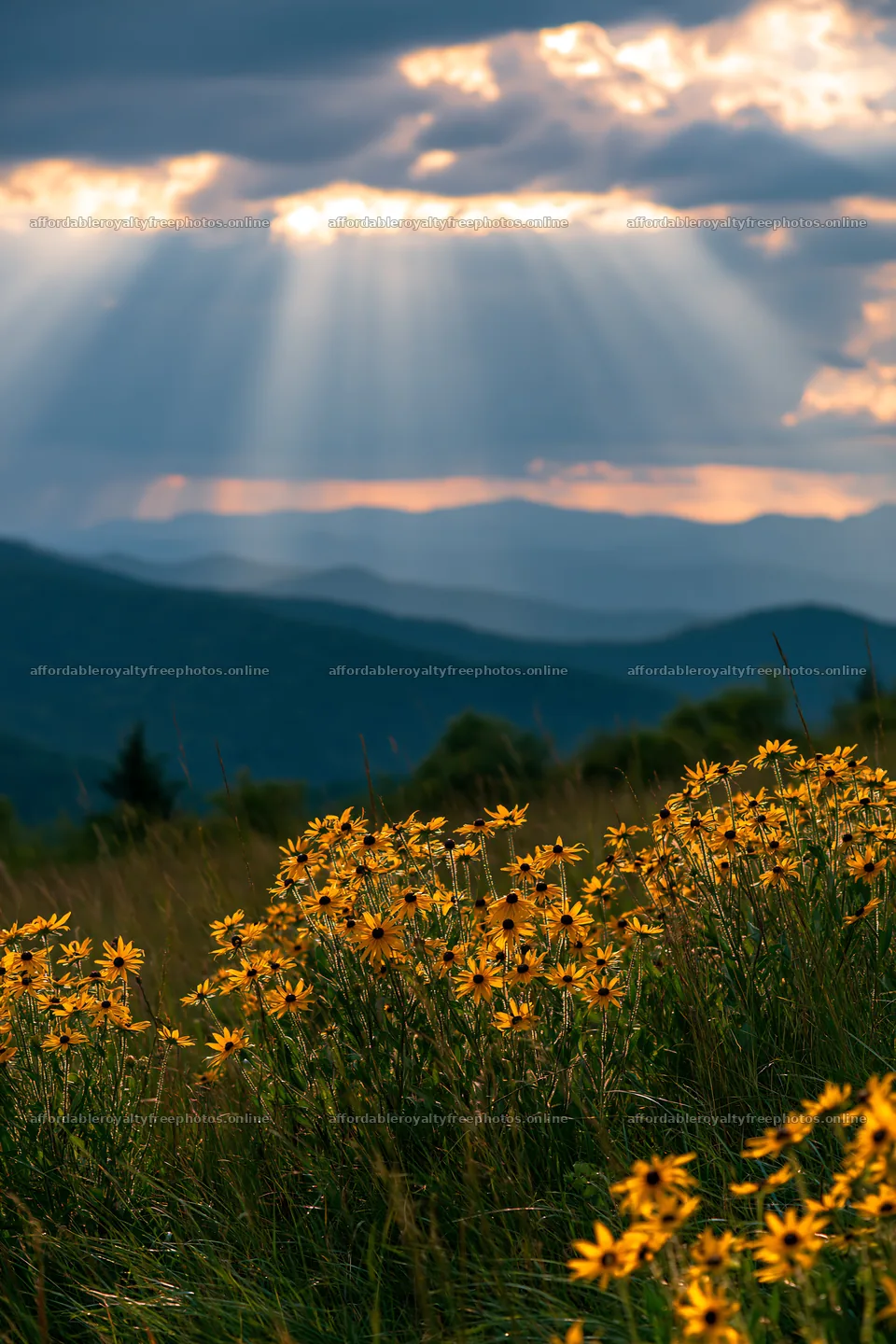 Crepuscular rays illuminate a meadow with wildflowers – royalty-free photos 6480x9722