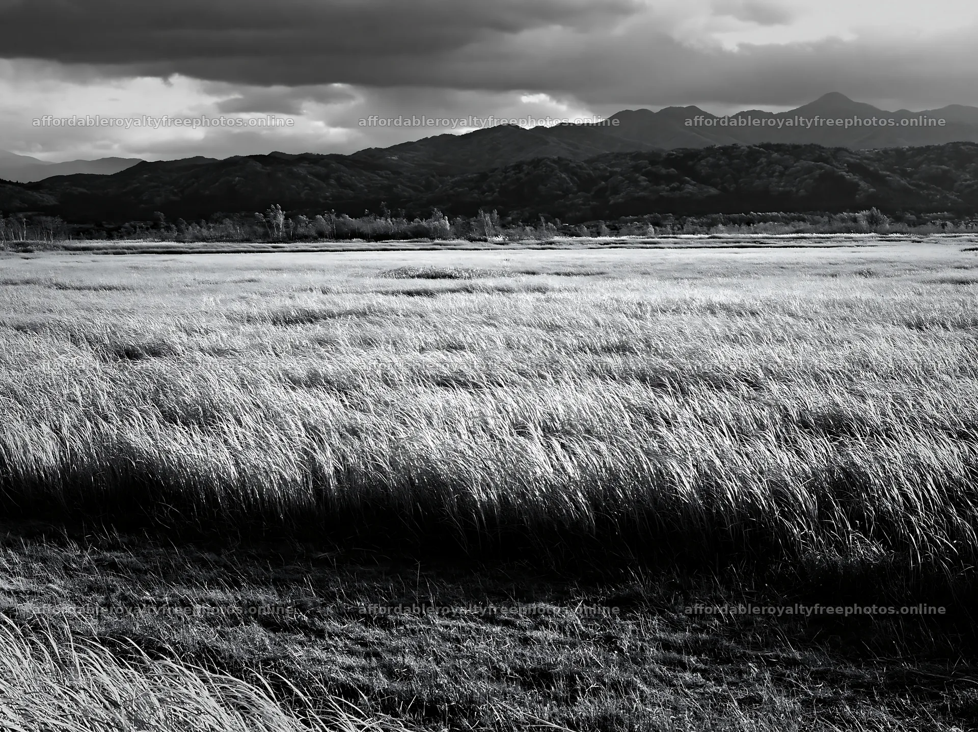 Shiga wetland meadow climate adaptation reeds grow in – royalty-free photos 9174x6866