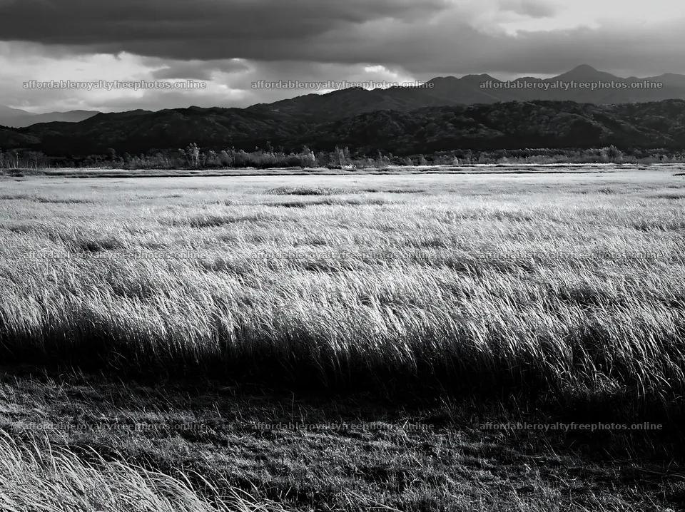 Shiga wetland meadow climate adaptation reeds grow in – royalty-free photos 9174x6866