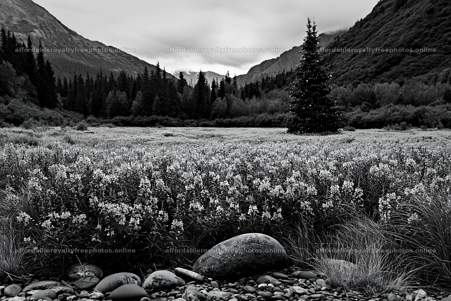 Wide Christmas meadow with native flowers and fairy – royalty-free photos 9722x6480
