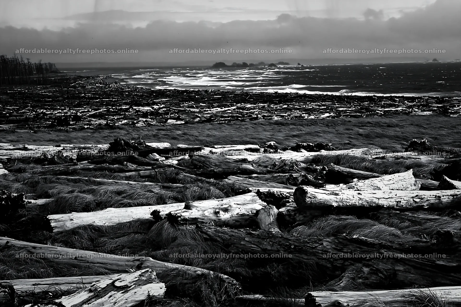 Ishikawa coastal meadow storm washed driftwood scattered – royalty-free photos 9722x6480