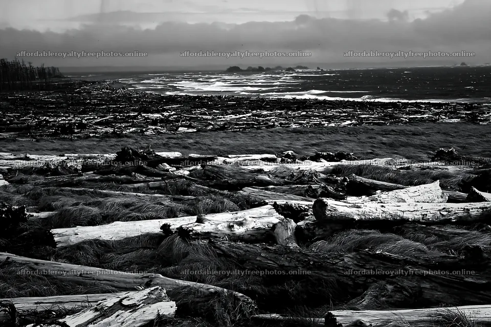 Ishikawa coastal meadow storm washed driftwood scattered – royalty-free photos 9722x6480