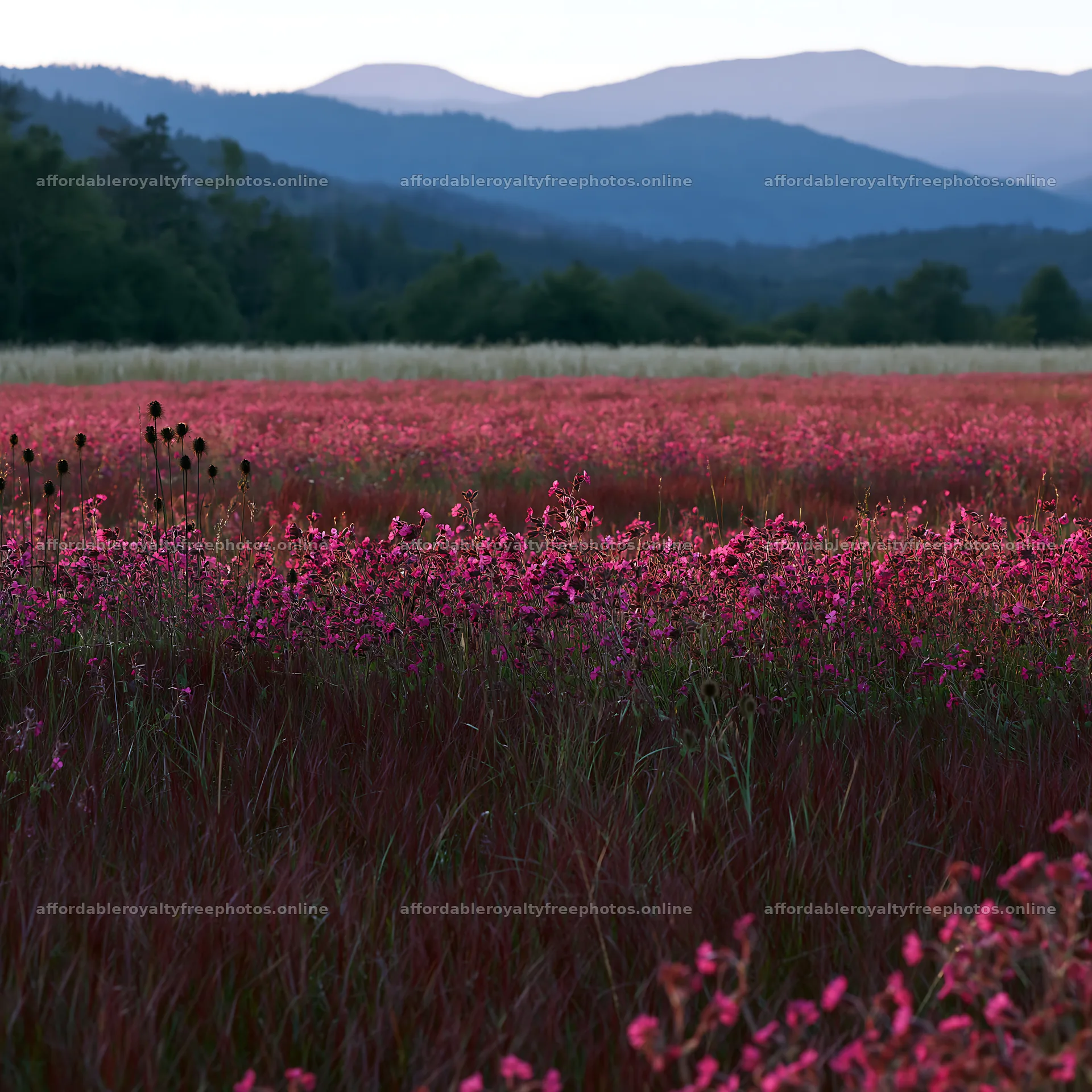 Slovak meadow across Carpathian valley during twilight – royalty-free photos 7938x7938