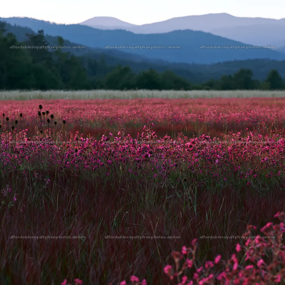 Slovak meadow across Carpathian valley during twilight – royalty-free photos 7938x7938
